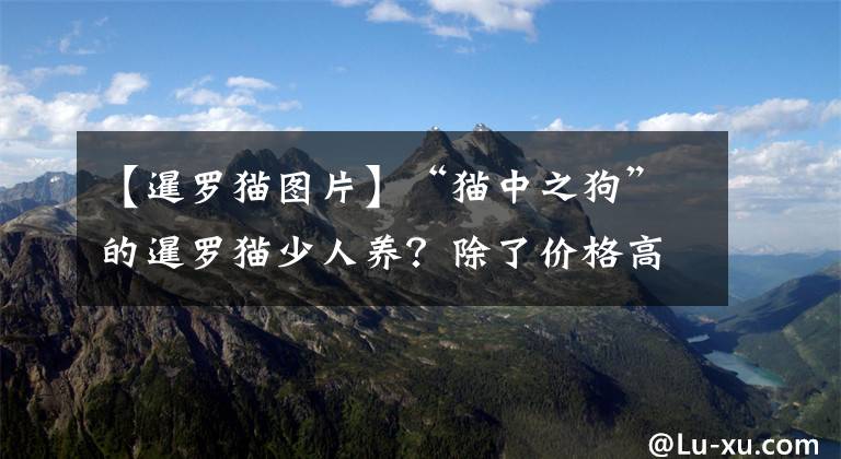 【暹羅貓圖片】“貓中之狗”的暹羅貓少人養(yǎng)？除了價(jià)格高，還有這6個(gè)原因