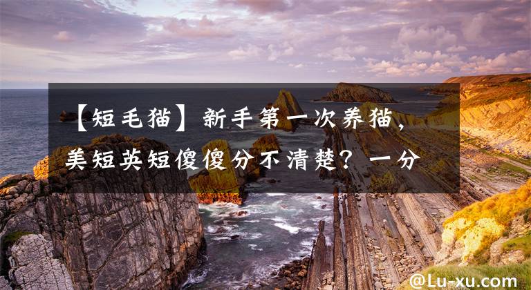 【短毛貓】新手第一次養(yǎng)貓，美短英短傻傻分不清楚？一分鐘教你如何簡(jiǎn)單辨別