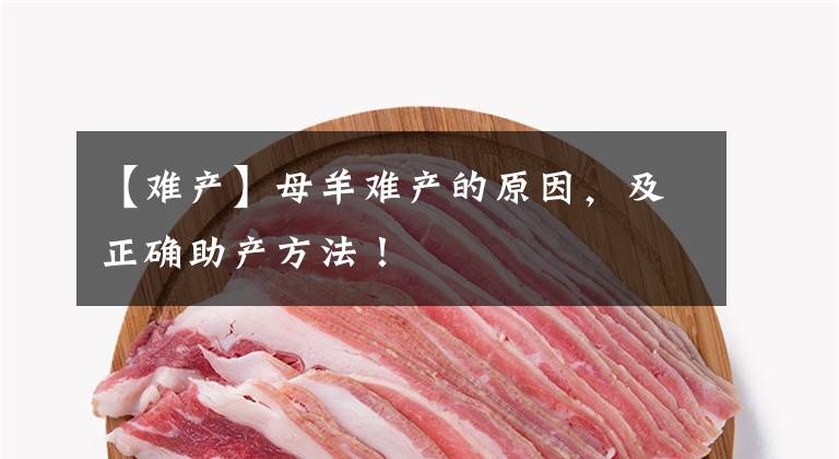 【難產(chǎn)】母羊難產(chǎn)的原因，及正確助產(chǎn)方法！