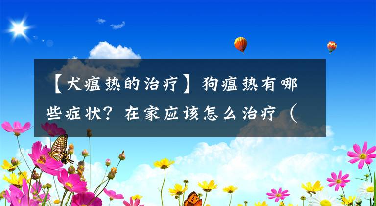 【犬瘟熱的治療】狗瘟熱有哪些癥狀？在家應(yīng)該怎么治療（治愈攻略）？