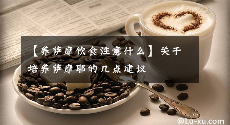 【養(yǎng)薩摩飲食注意什么】關(guān)于培養(yǎng)薩摩耶的幾點(diǎn)建議