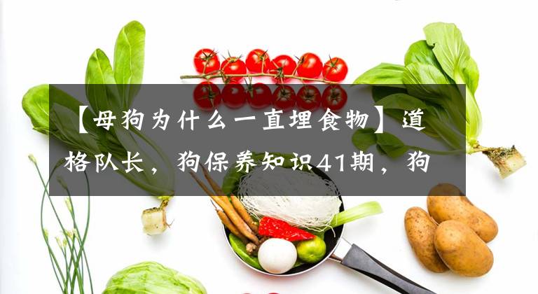 【母狗為什么一直埋食物】道格隊長，狗保養(yǎng)知識41期，狗為什么要埋骨頭？