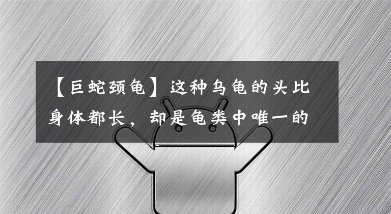 【巨蛇頸龜】這種烏龜?shù)念^比身體都長，卻是龜類中唯一的短命鬼！