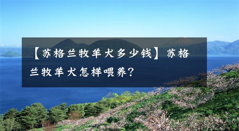 【蘇格蘭牧羊犬多少錢(qián)】蘇格蘭牧羊犬怎樣喂養(yǎng)？