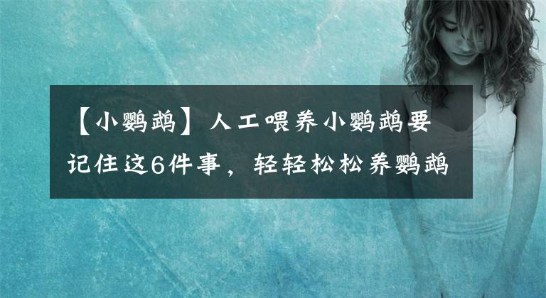 【小鸚鵡】人工喂養(yǎng)小鸚鵡要記住這6件事，輕輕松松養(yǎng)鸚鵡