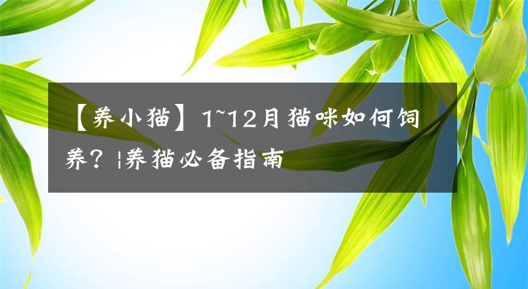 【養(yǎng)小貓】1~12月貓咪如何飼養(yǎng)？|養(yǎng)貓必備指南