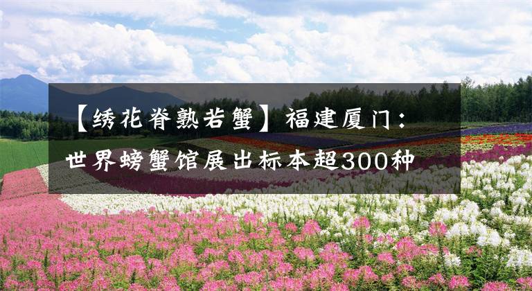 【繡花脊熟若蟹】福建廈門：世界螃蟹館展出標(biāo)本超300種 稀有蟹三年捕一只