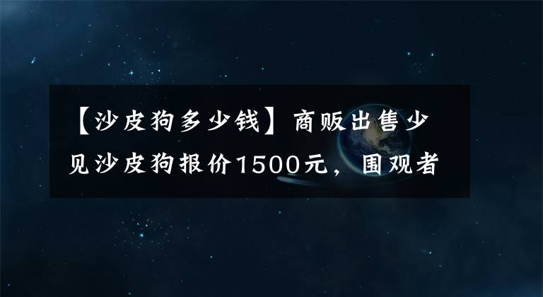 【沙皮狗多少錢】商販出售少見沙皮狗報價1500元，圍觀者不了解上網查行情！