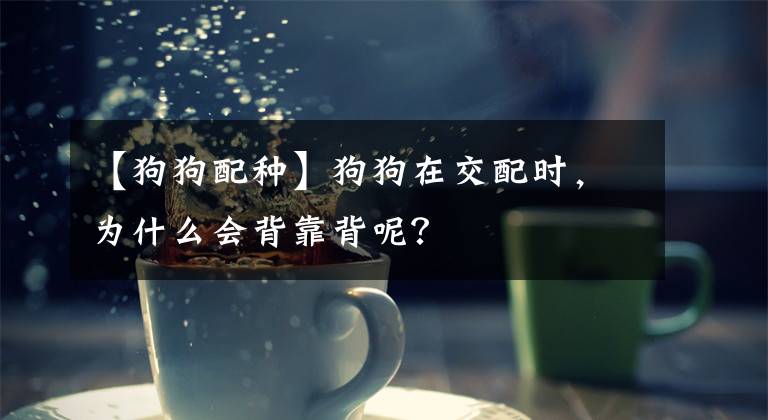 【狗狗配種】狗狗在交配時(shí)，為什么會(huì)背靠背呢？