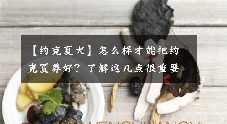 【約克夏犬】怎么樣才能把約克夏養(yǎng)好？了解這幾點很重要