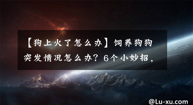 【狗上火了怎么辦】飼養(yǎng)狗狗突發(fā)情況怎么辦？6個小妙招，親測實用，學到就是賺到