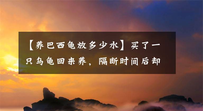 【養(yǎng)巴西龜放多少水】買了一只烏龜回來養(yǎng)，隔斷時間后卻覺得奇怪：難道是缺少營養(yǎng)了？