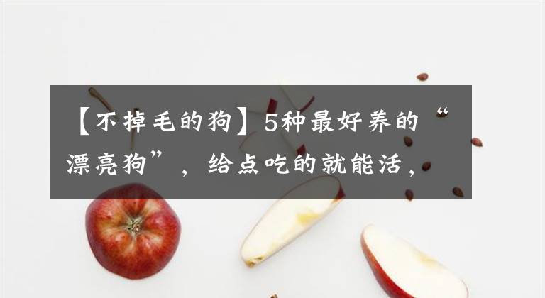 【不掉毛的狗】5種最好養(yǎng)的“漂亮狗”，給點(diǎn)吃的就能活，你養(yǎng)過(guò)嗎？