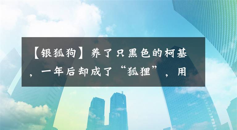 【銀狐狗】養(yǎng)了只黑色的柯基，一年后卻成了“狐貍”，用漂白粉洗的？