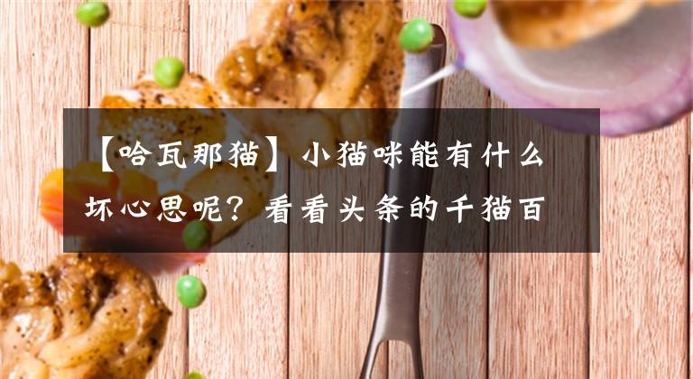 【哈瓦那貓】小貓咪能有什么壞心思呢？看看頭條的千貓百乖（圖多慎點）