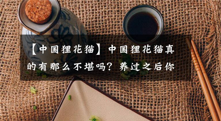 【中國貍花貓】中國貍花貓真的有那么不堪嗎？養(yǎng)過之后你會對它“真香”的