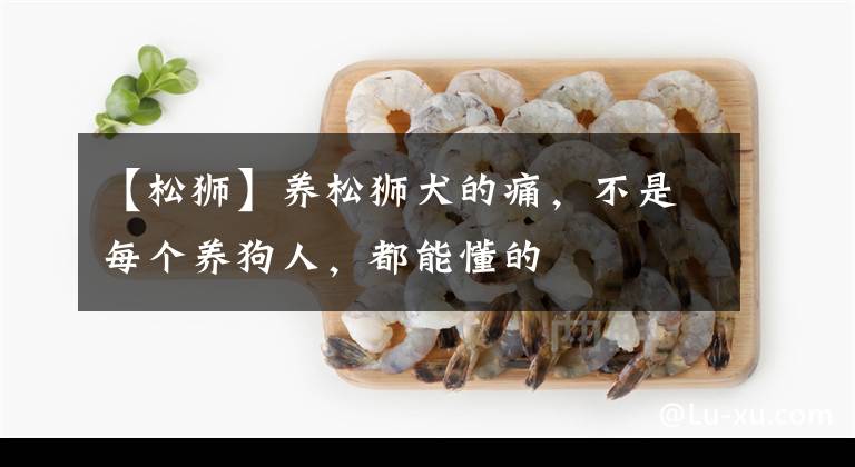 【松獅】養(yǎng)松獅犬的痛，不是每個(gè)養(yǎng)狗人，都能懂的