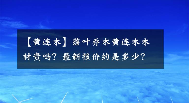 【黃連木】落葉喬木黃連木木材貴嗎？最新報價約是多少？樹苗價格多少錢一棵