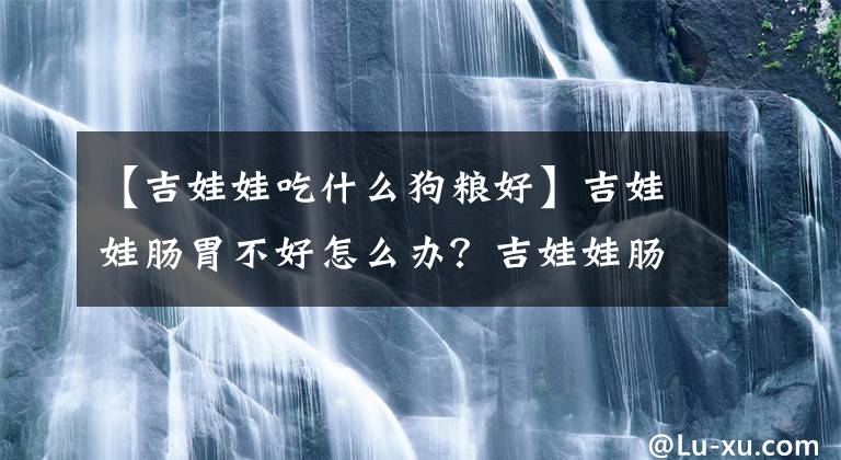 【吉娃娃吃什么狗糧好】吉娃娃腸胃不好怎么辦？吉娃娃腸胃不好吃什么好？