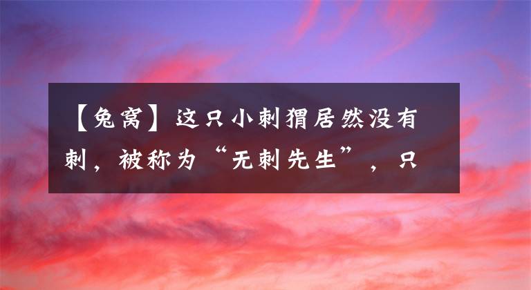 【兔窩】這只小刺猬居然沒有刺，被稱為“無刺先生”，只能住在兔窩里