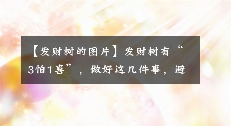 【發(fā)財樹的圖片】發(fā)財樹有“3怕1喜”，做好這幾件事，避免爛根黃葉，長得茂盛