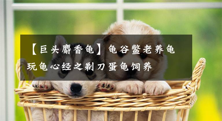 【巨頭麝香龜】龜谷鱉老養(yǎng)龜玩龜心經(jīng)之剃刀蛋龜飼養(yǎng)