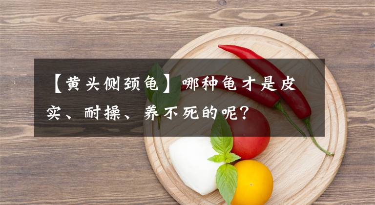 【黃頭側(cè)頸龜】哪種龜才是皮實(shí)、耐操、養(yǎng)不死的呢？