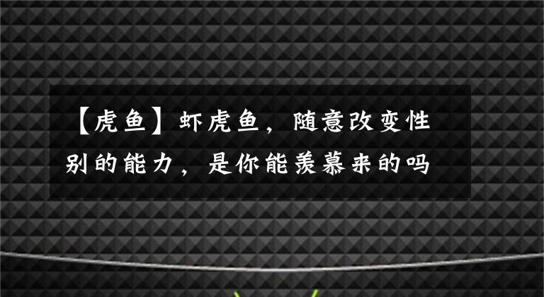 【虎魚】蝦虎魚，隨意改變性別的能力，是你能羨慕來的嗎？