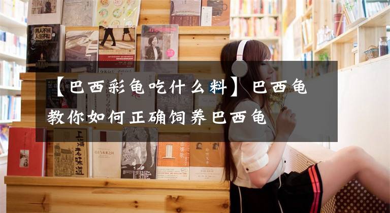 【巴西彩龜吃什么料】巴西龜教你如何正確飼養(yǎng)巴西龜