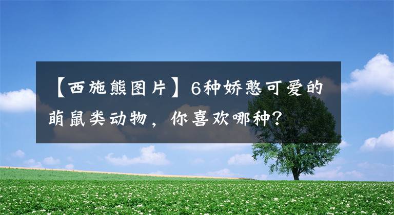 【西施熊圖片】6種嬌憨可愛的萌鼠類動物，你喜歡哪種？