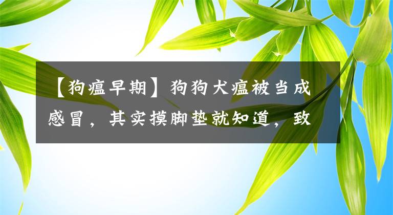 【狗瘟早期】狗狗犬瘟被當(dāng)成感冒，其實摸腳墊就知道，致死率高不容忽視！