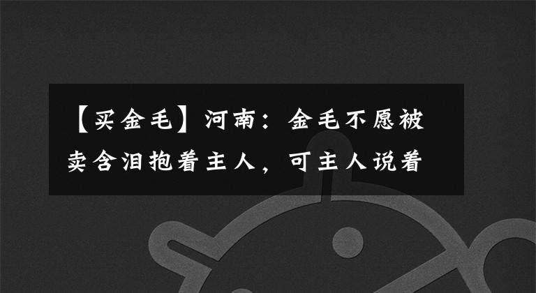 【買金毛】河南：金毛不愿被賣含淚抱著主人，可主人說著不舍，卻不停問要嗎