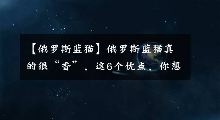 【俄羅斯藍(lán)貓】俄羅斯藍(lán)貓真的很“香”，這6個(gè)優(yōu)點(diǎn)，你想擁有嗎？