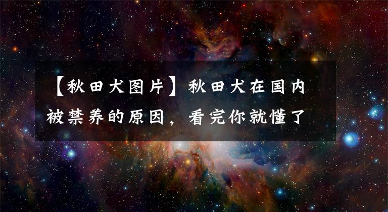 【秋田犬圖片】秋田犬在國(guó)內(nèi)被禁養(yǎng)的原因，看完你就懂了