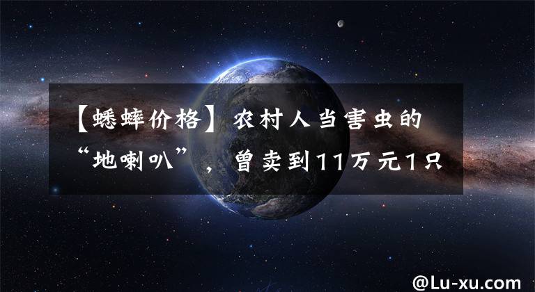 【蟋蟀價格】農(nóng)村人當(dāng)害蟲的“地喇叭”，曾賣到11萬元1只，如今價值仍不減