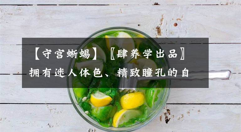 【守宮蜥蜴】〖肆養(yǎng)學(xué)出品〗擁有迷人體色、精致瞳孔的自然精靈—豹紋守宮