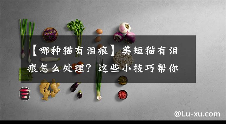 【哪種貓有淚痕】美短貓有淚痕怎么處理？這些小技巧幫你改善