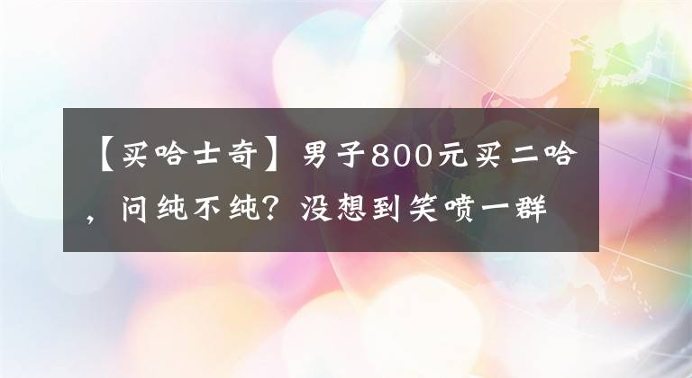 【買哈士奇】男子800元買二哈，問純不純？沒想到笑噴一群網(wǎng)友：都純到非洲了