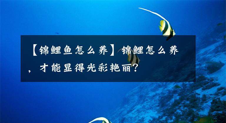 【錦鯉魚怎么養(yǎng)】錦鯉怎么養(yǎng)，才能顯得光彩艷麗？