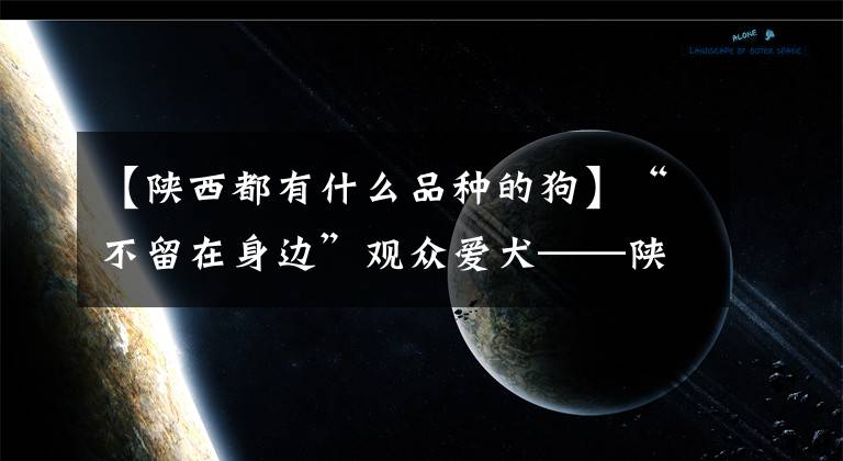 【陜西都有什么品種的狗】“不留在身邊”觀眾愛犬——陜西本土最優(yōu)秀的獵犬。