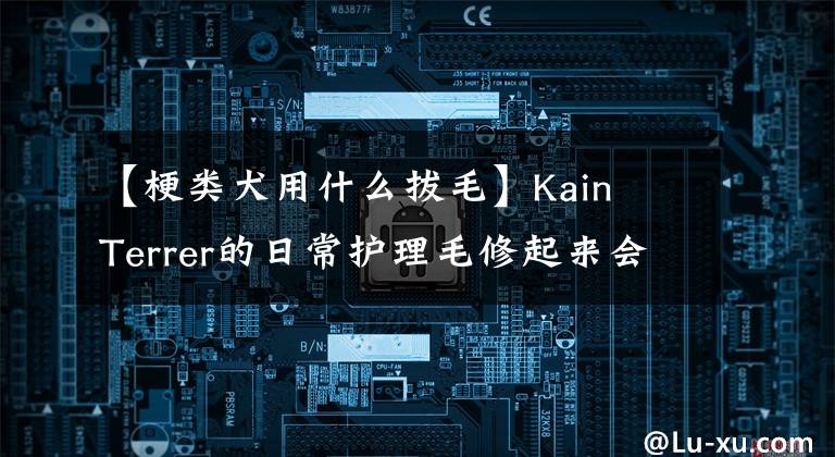 【梗類犬用什么拔毛】Kain Terrer的日常護(hù)理毛修起來會(huì)變漂亮。