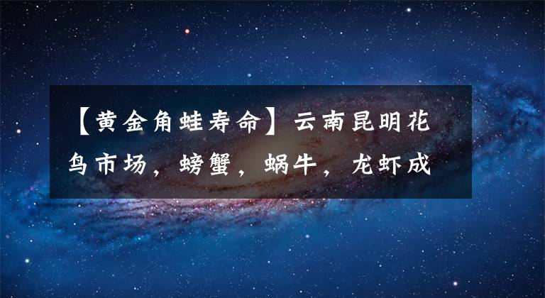 【黃金角蛙壽命】云南昆明花鳥市場，螃蟹，蝸牛，龍蝦成寵物，有種蛙85元一只