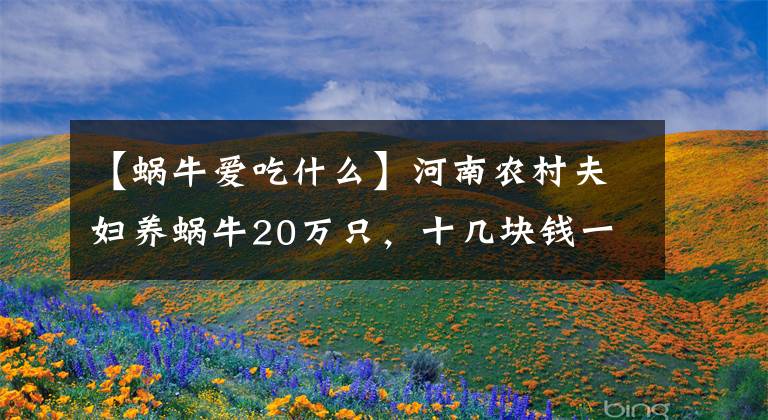 【蝸牛愛(ài)吃什么】河南農(nóng)村夫婦養(yǎng)蝸牛20萬(wàn)只，十幾塊錢(qián)一斤，年入十萬(wàn)余元