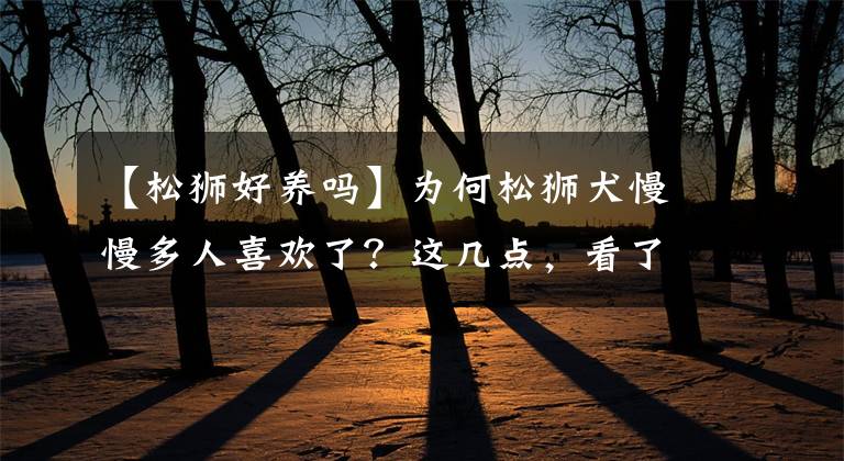 【松獅好養(yǎng)嗎】為何松獅犬慢慢多人喜歡了？這幾點，看了都忍不住想養(yǎng)