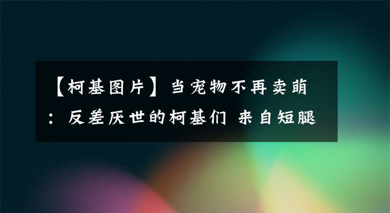 【柯基圖片】當寵物不再賣萌：反差厭世的柯基們 來自短腿的悲傷