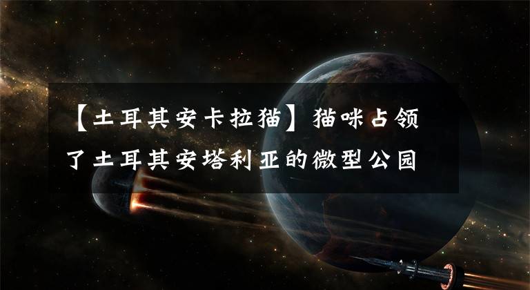 【土耳其安卡拉貓】貓咪占領(lǐng)了土耳其安塔利亞的微型公園