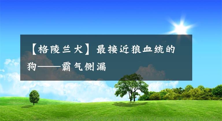 【格陵蘭犬】最接近狼血統(tǒng)的狗——霸氣側漏