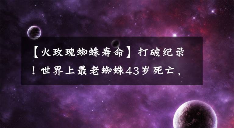 【火玫瑰蜘蛛壽命】打破紀(jì)錄！世界上最老蜘蛛43歲死亡，死因并非老死