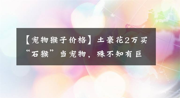 【寵物猴子價(jià)格】土豪花2萬(wàn)買(mǎi)“石猴”當(dāng)寵物，殊不知有巨大的危險(xiǎn)