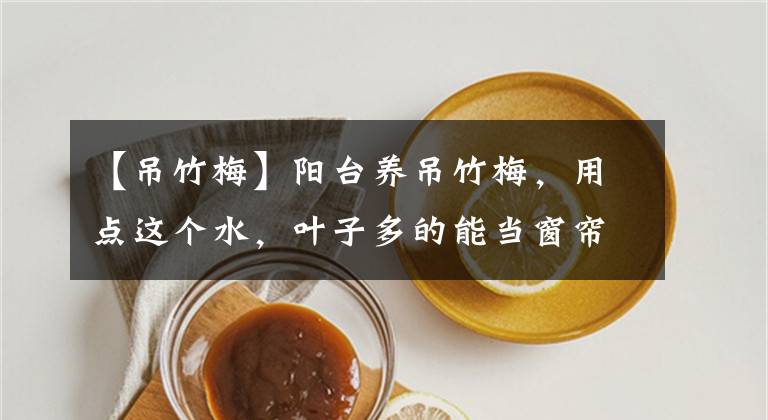 【吊竹梅】陽(yáng)臺(tái)養(yǎng)吊竹梅，用點(diǎn)這個(gè)水，葉子多的能當(dāng)窗簾！